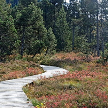 Rando pédestre - Tourbière de Prénovel & belvédère sur le fort - GRANDE-RIVIERE CHATEAU