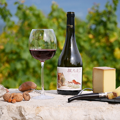 Circuit vélo : Marais de Lavours et vignobles du Bugey