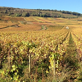 Musée de la vigne et du vin du vigneron - PARIS-L'HOPITAL