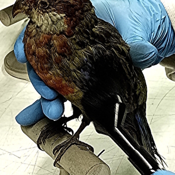 La face cachée des collections - Atelier pour les 7/12 ans - AUTUN