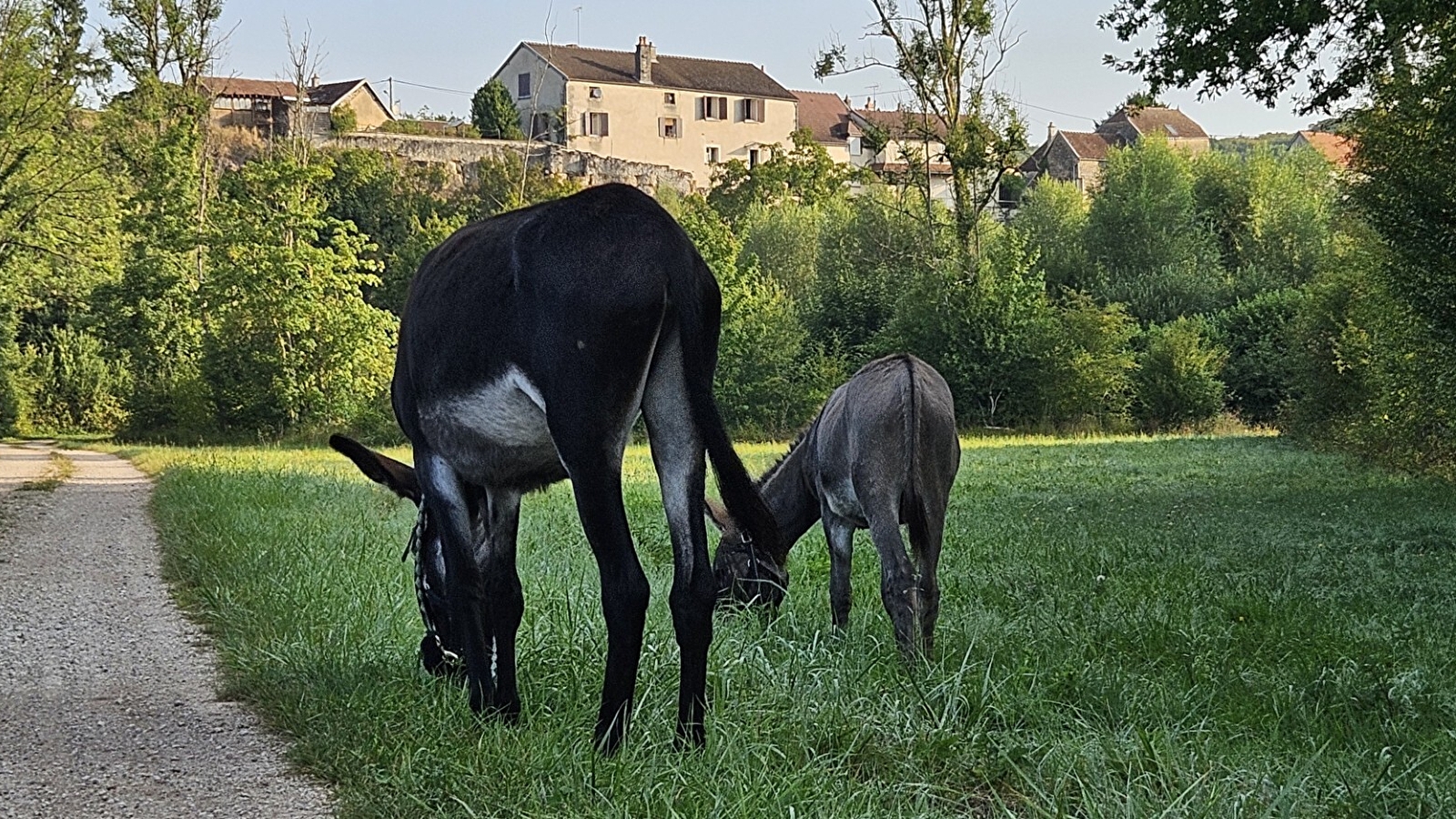 L'ÂÔMA (L'Âne Ôdacieux Médiation animale) 
