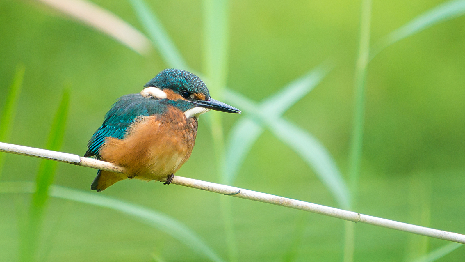 Les oiseaux au fil des saisons