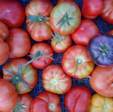 Les jardins et la conserverie de Théophile