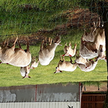 GAEC Genevois - DOMPIERRE-SOUS-SANVIGNES