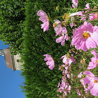 Entre Saône et forêt 