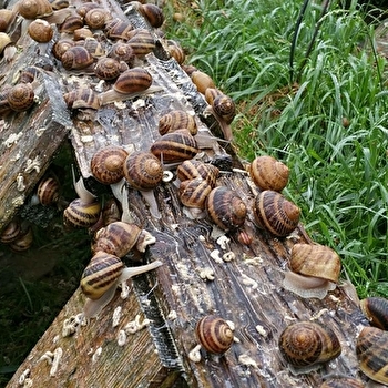 Ferme hélicicole 'L'escargot de Vincent et Elise' - FRASNE-LE-CHATEAU