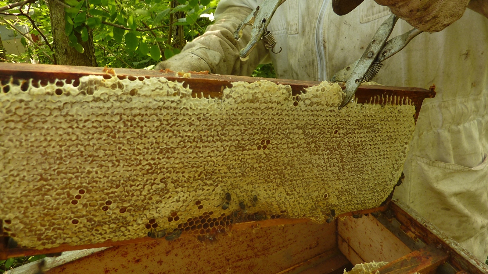 Miellerie Gabriel Putigny