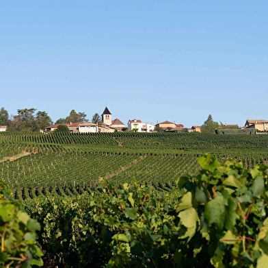 De Pierre et de Vigne