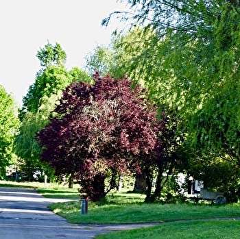 Camping l'Ile d'Amour - PONT-SUR-YONNE