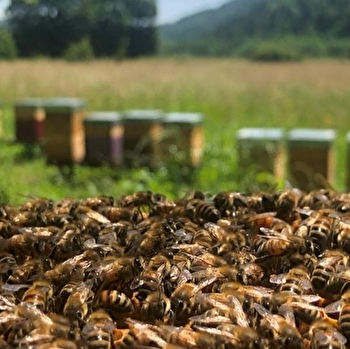 Apis Romulus - CLAIRVAUX-LES-LACS
