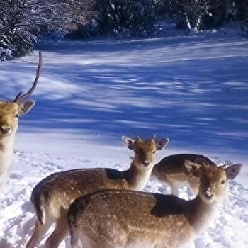 Des Daines - LAVANS-LES-SAINT-CLAUDE