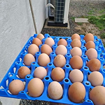 Les Saveurs fermières de Sophie - MAUX