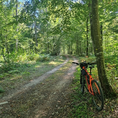Circuit VTT-VTC n°6 (rouge) Chemins des bois de Bresse (variante courte)