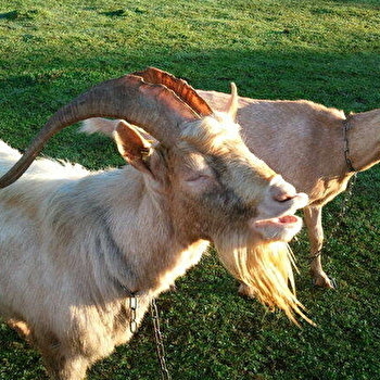 Ferme du Brillat ( GAEC) - MAISOD