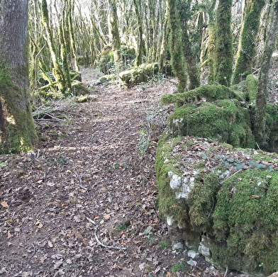 Circuit VTT n°8 (rouge) - Château de Rosy et le col des Justices