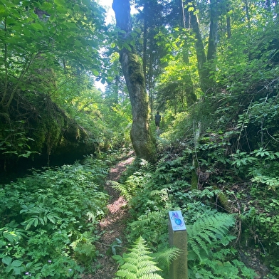 Les Aventures Fankarstiques - Ô des bois