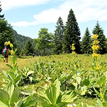 Le Mont Sâla par le Creux du Croue - LES ROUSSES
