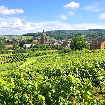 Circuit des Arces - 11V - ARBOIS