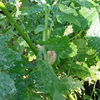 Les Escargots des Essarts - ESSERT