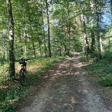 Circuit VTT-VTC n°6 (rouge) Chemins des bois de Bresse (variante courte)