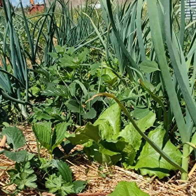 La Ferme du chant des Asphodèles