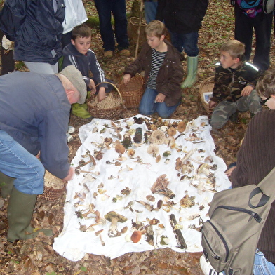 Sortie nature : Les champignons dans nos forêts