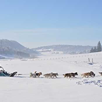 Chiens de traineaux - Terre et Neige - NANCHEZ