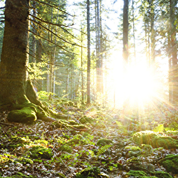 Le Livre d’or du Risoux  - BOIS-D'AMONT