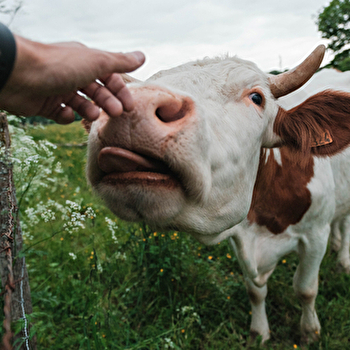 Savoure Montbéliard - MONTBELIARD