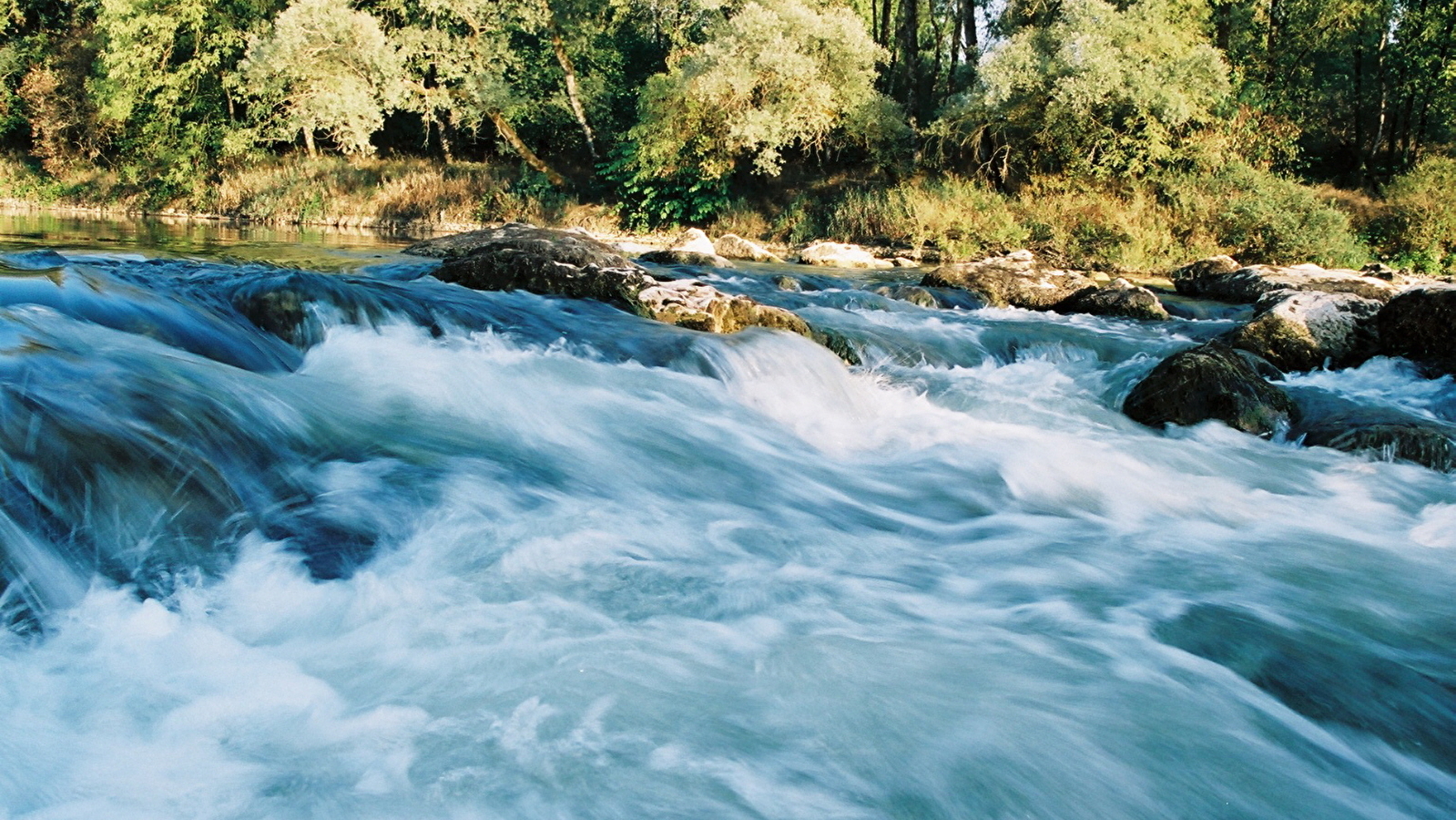 Faune et flore de la Loue