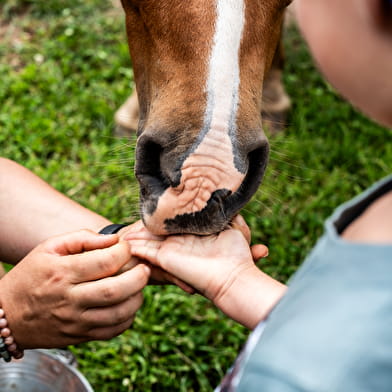Association la Ferme des Irréductibles