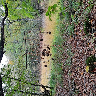 Le sentier de la p'tite maison