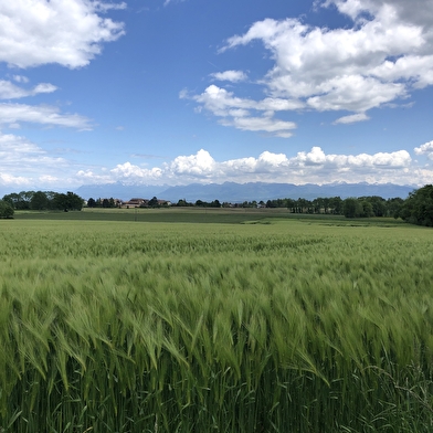 Randonnée : Du Fleutron à la Rippe