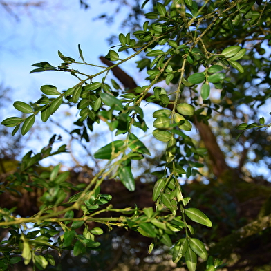 La Buxaie de la fontaine Chamont