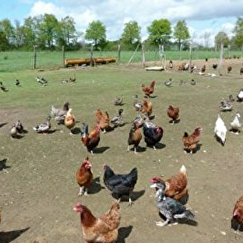 Produits du terroir - ferme au bas de l'étang - COSGES