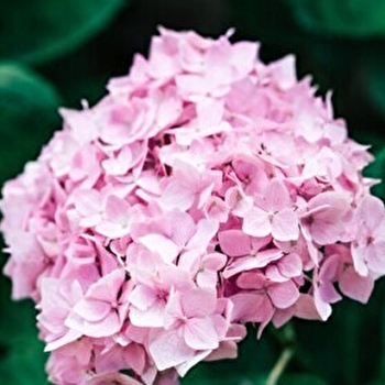 Visite guidée : Les hortensias, une chimie des couleurs - PONTOUX