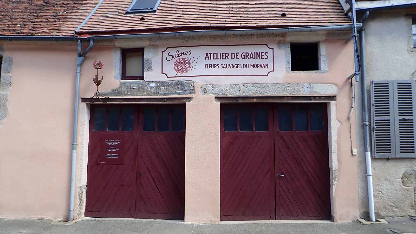 Silènes, graines du Morvan