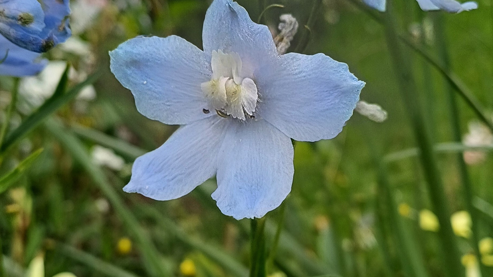 Visite du fleurissement