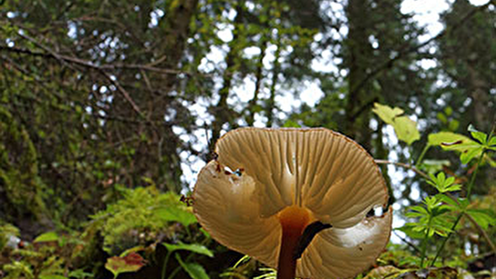 La forêt du Mont noir