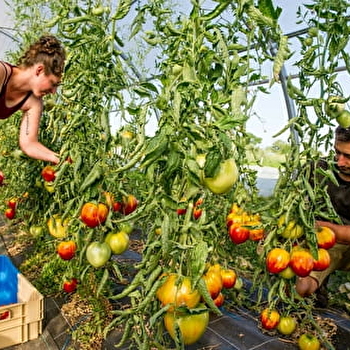 Ferme de Laiveil - LAIVES