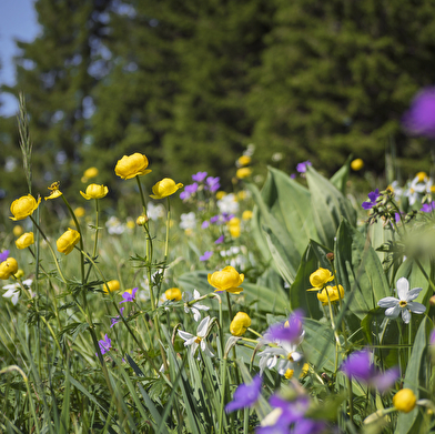 Séjour 100% printemps au Duchet