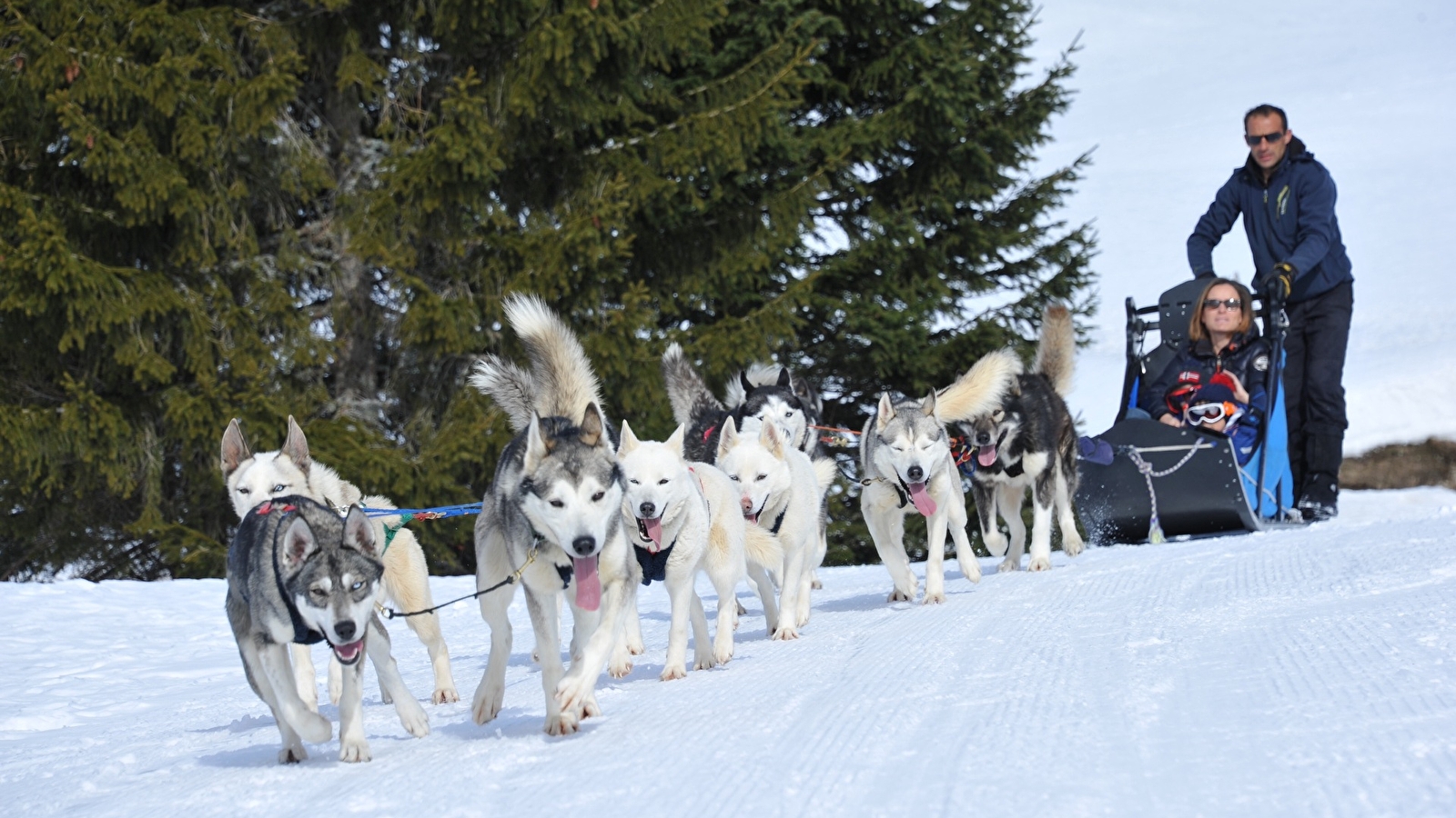 Free Sled - Chiens de traineaux