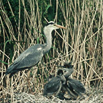 Suivez le guide de la Ligue pour la Protection des Oisieaux, association de bénévoles passionnés par les oiseaux - MARZY