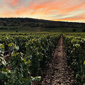 Safari Tours - Tour n°5 Côte de Beaune & 2 Dégustations - BEAUNE