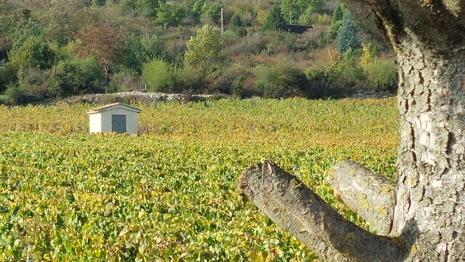 Domaine Ninot (Au coeur des vignes de Rully)