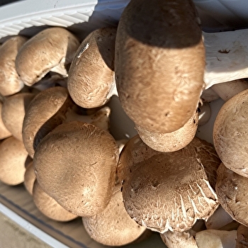 O'Saveurs de la nature - VY-LES-LURE