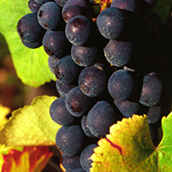 Domaine du Val Grévin - EPINEUIL