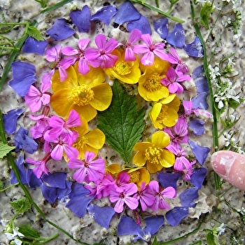 Classe nature dans le Jura - LONS-LE-SAUNIER