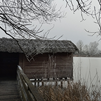 Les oiseaux hivernants de l'étang de Pontoux - PONTOUX