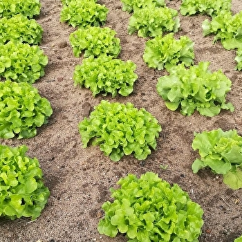 Le jardin des Berthiers - NEUVY-SUR-LOIRE